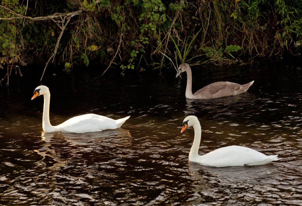 Why are we called Coole Swan? - Coole Swan